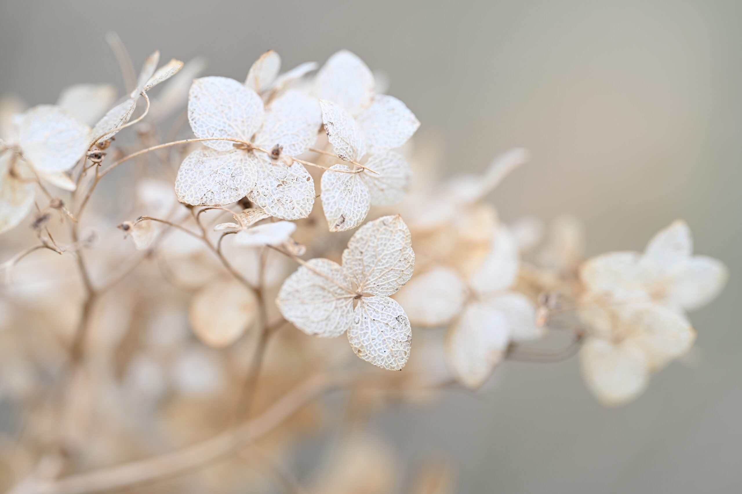 Closeup,Dried,Hydrangea.,Beautiful,Natural,Background,With,Delicate,White,Hydrangea