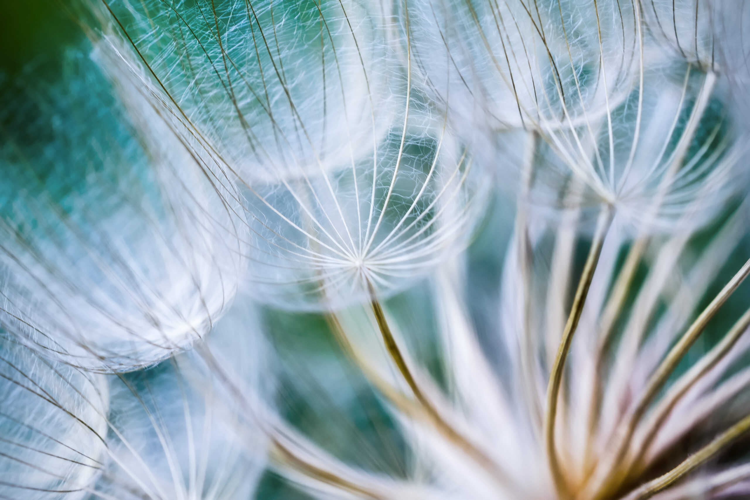 Tragopogon,Pseudomajor,S.,Nikit.,Dandelion,Seeds,,Photo,Close,Up