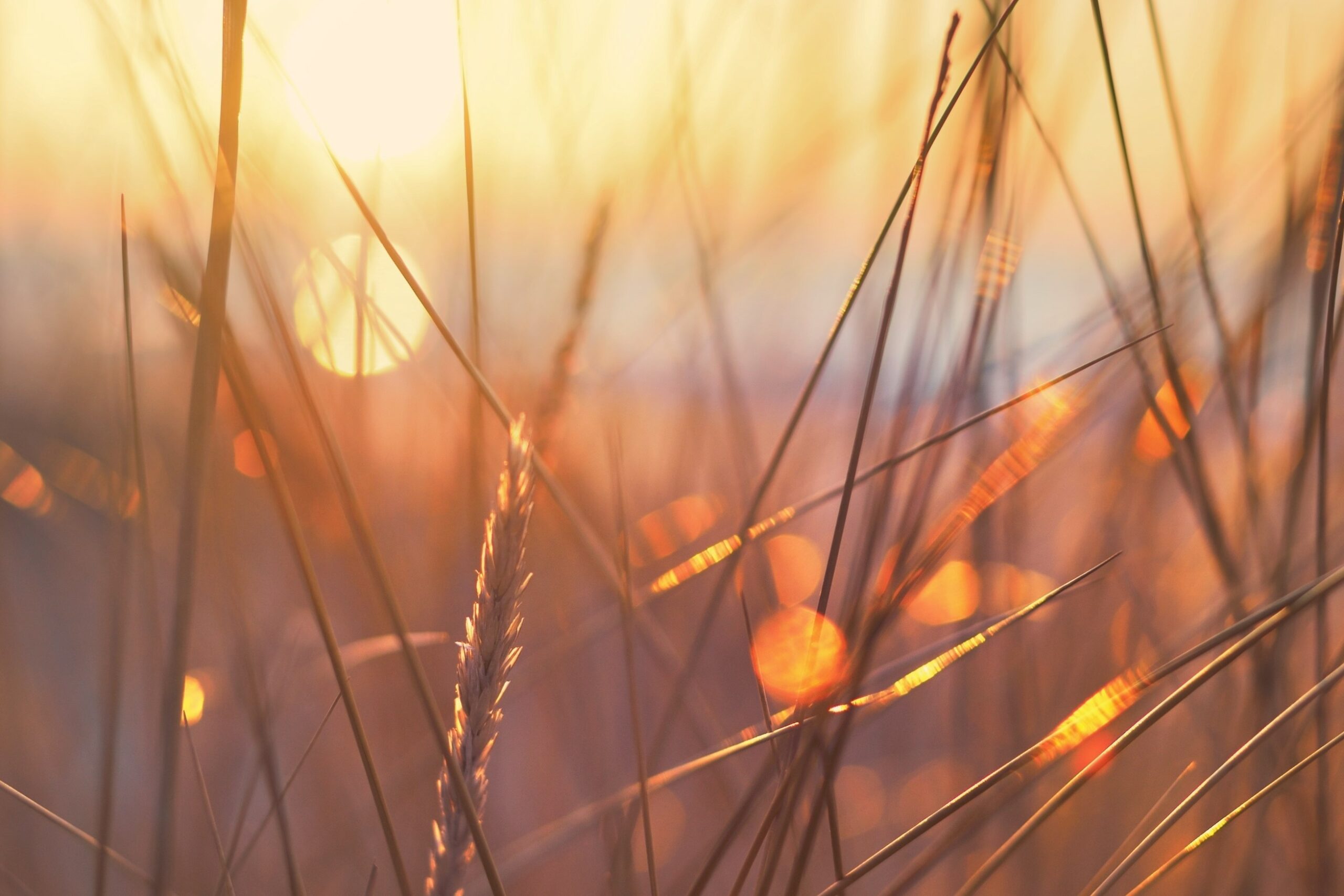 gros plan herbe coucher de soleil - Copie